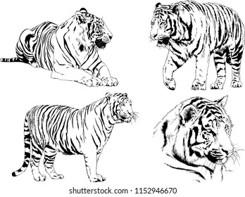 set of vector drawings on the theme of predators tigers are drawn by hand with ink tattoo logos