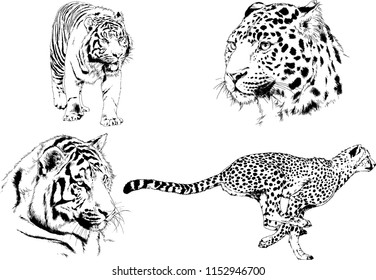 set of vector drawings on the theme of predators tigers are drawn by hand with ink tattoo logos