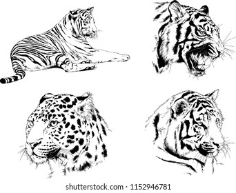 set of vector drawings on the theme of predators tigers are drawn by hand with ink tattoo logos