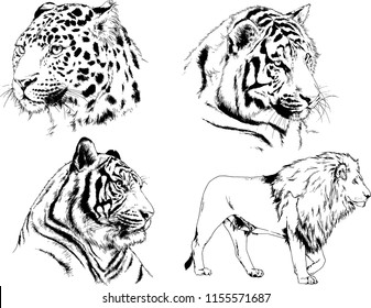 set of vector drawings on the theme of predators tigers are drawn by hand with ink tattoo logos