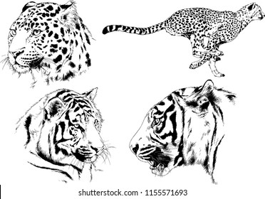 set of vector drawings on the theme of predators tigers are drawn by hand with ink tattoo logos