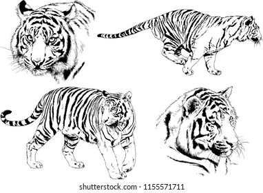 set of vector drawings on the theme of predators tigers are drawn by hand with ink tattoo logos