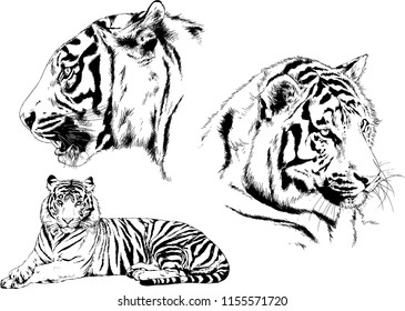 set of vector drawings on the theme of predators tigers are drawn by hand with ink tattoo logos