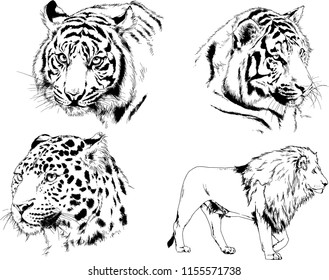 set of vector drawings on the theme of predators tigers are drawn by hand with ink tattoo logos