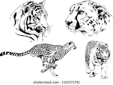 set of vector drawings on the theme of predators tigers are drawn by hand with ink tattoo logos