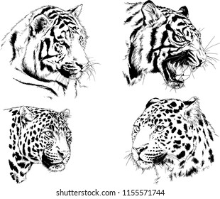 set of vector drawings on the theme of predators tigers are drawn by hand with ink tattoo logos