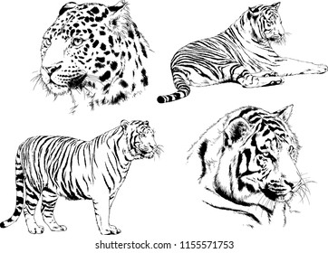 set of vector drawings on the theme of predators tigers are drawn by hand with ink tattoo logos