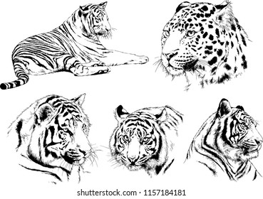 set of vector drawings on the theme of predators tigers are drawn by hand with ink tattoo logos