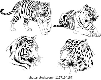 set of vector drawings on the theme of predators tigers are drawn by hand with ink tattoo logos