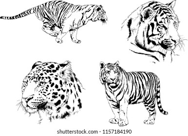 set of vector drawings on the theme of predators tigers are drawn by hand with ink tattoo logos