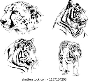 set of vector drawings on the theme of predators tigers are drawn by hand with ink tattoo logos