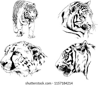 set of vector drawings on the theme of predators tigers are drawn by hand with ink tattoo logos
