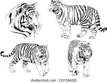 set of vector drawings on the theme of predators tigers are drawn by hand with ink tattoo logos