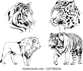 set of vector drawings on the theme of predators tigers are drawn by hand with ink tattoo logos