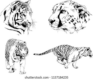 set of vector drawings on the theme of predators tigers are drawn by hand with ink tattoo logos