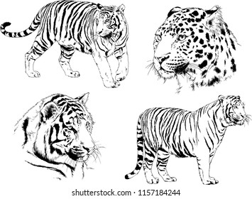 set of vector drawings on the theme of predators tigers are drawn by hand with ink tattoo logos