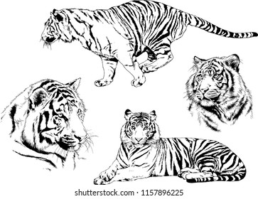 set of vector drawings on the theme of predators tigers are drawn by hand with ink tattoo logos