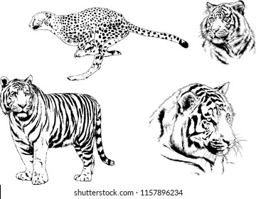 set of vector drawings on the theme of predators tigers are drawn by hand with ink tattoo logos