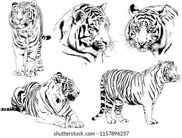 set of vector drawings on the theme of predators tigers are drawn by hand with ink tattoo logos