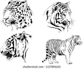 set of vector drawings on the theme of predators tigers are drawn by hand with ink tattoo logos