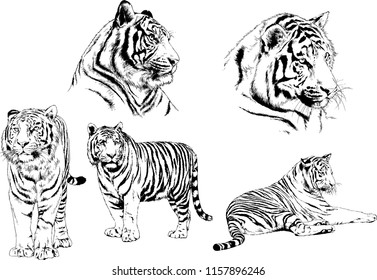 set of vector drawings on the theme of predators tigers are drawn by hand with ink tattoo logos