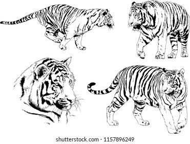 set of vector drawings on the theme of predators tigers are drawn by hand with ink tattoo logos