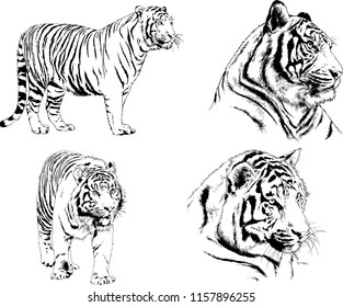 set of vector drawings on the theme of predators tigers are drawn by hand with ink tattoo logos
