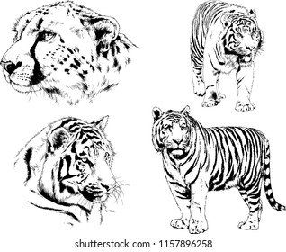 set of vector drawings on the theme of predators tigers are drawn by hand with ink tattoo logos