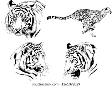 set of vector drawings on the theme of predators tigers are drawn by hand with ink tattoo logos