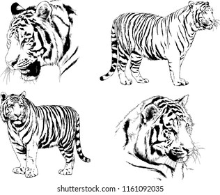 set of vector drawings on the theme of predators tigers are drawn by hand with ink tattoo logos