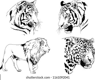 set of vector drawings on the theme of predators tigers are drawn by hand with ink tattoo logos