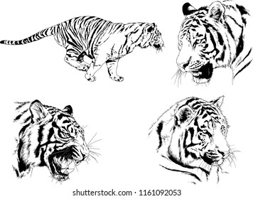 set of vector drawings on the theme of predators tigers are drawn by hand with ink tattoo logos