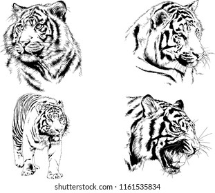 set of vector drawings on the theme of predators tigers are drawn by hand with ink tattoo logos