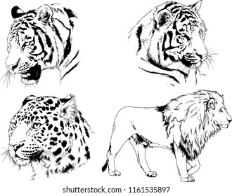 set of vector drawings on the theme of predators tigers are drawn by hand with ink tattoo logos