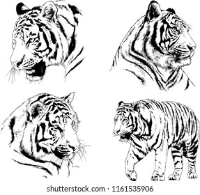 set of vector drawings on the theme of predators tigers are drawn by hand with ink tattoo logos