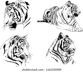 set of vector drawings on the theme of predators tigers are drawn by hand with ink tattoo logos
