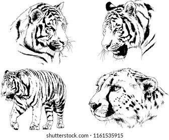 set of vector drawings on the theme of predators tigers are drawn by hand with ink tattoo logos