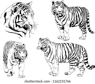 set of vector drawings on the theme of predators tigers are drawn by hand with ink tattoo logos