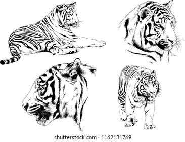 set of vector drawings on the theme of predators tigers are drawn by hand with ink tattoo logos