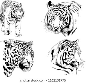 set of vector drawings on the theme of predators tigers are drawn by hand with ink tattoo logos