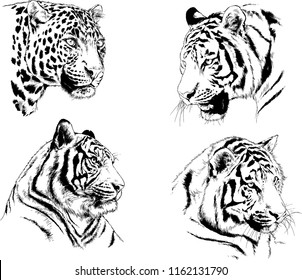 set of vector drawings on the theme of predators tigers are drawn by hand with ink tattoo logos