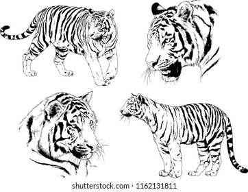 set of vector drawings on the theme of predators tigers are drawn by hand with ink tattoo logos