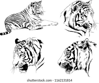 set of vector drawings on the theme of predators tigers are drawn by hand with ink tattoo logos