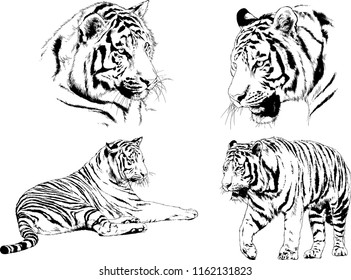 set of vector drawings on the theme of predators tigers are drawn by hand with ink tattoo logos