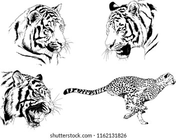 set of vector drawings on the theme of predators tigers are drawn by hand with ink tattoo logos