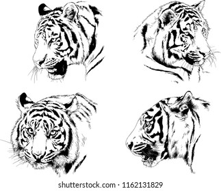 set of vector drawings on the theme of predators tigers are drawn by hand with ink tattoo logos