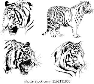 set of vector drawings on the theme of predators tigers are drawn by hand with ink tattoo logos