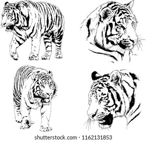 set of vector drawings on the theme of predators tigers are drawn by hand with ink tattoo logos