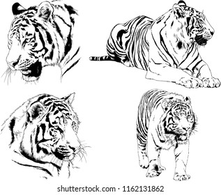 set of vector drawings on the theme of predators tigers are drawn by hand with ink tattoo logos