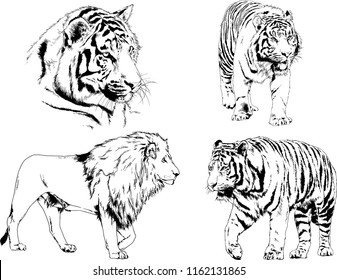 set of vector drawings on the theme of predators tigers are drawn by hand with ink tattoo logos